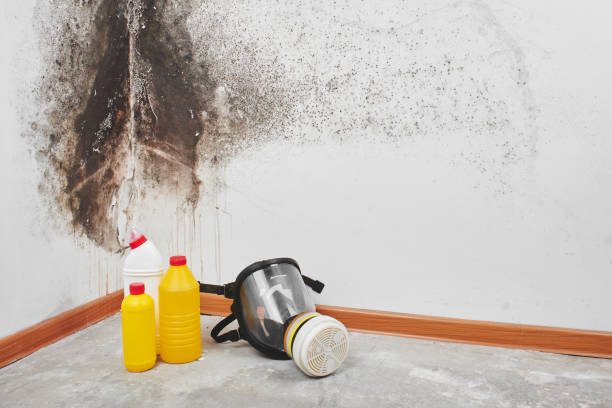 Trusted Inniswold, LA Mold Removal Experts