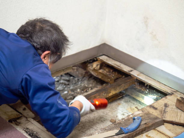 Best Home Mold Removal  in Inniswold, LA