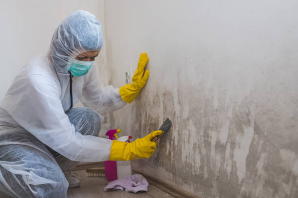 Best Office Mold Removal Services  in Inniswold, LA