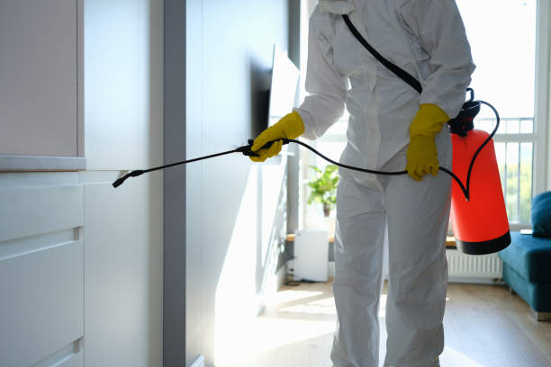 Best Local Mold Removal Service  in Inniswold, LA