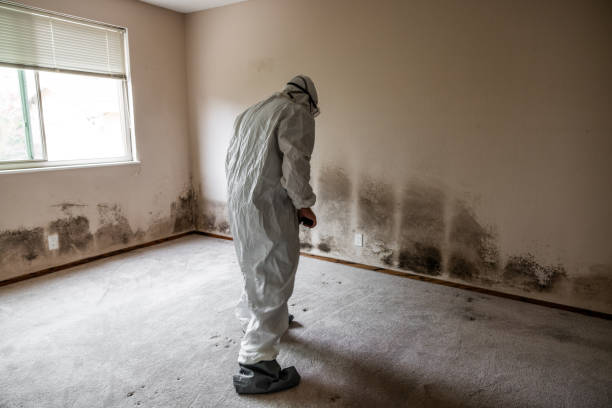 Best Commercial Mold Removal  in Inniswold, LA