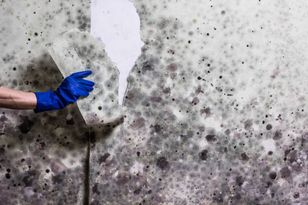 Office Mold Removal Services in Inniswold, LA